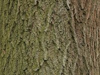 Quercus robur 17, Zomereik, Saxifraga-Hans Boll