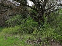 Quercus robur 47, Zomereik, Saxifraga-Hans Boll
