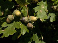 Quercus robur 6, Zomereik, Saxifraga-Jan van der Straaten
