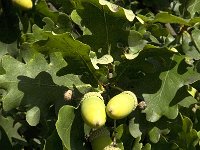 Quercus robur 8, Zomereik, Saxifraga-Jan van der Straaten