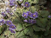 Ramonda myconi 6, Saxifraga-Willem van Kruijsbergen