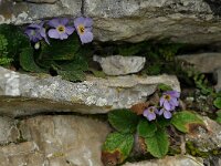 Ramonda serbica 5, Saxifraga-Harry Jans