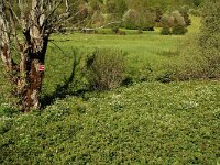 Ranunculus aconitifolius 14, habitat,  Saxifraga-Willem van Kruijsbergen