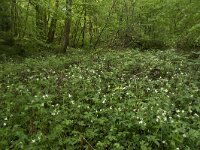 Ranunculus aconitifolius 20, Saxifraga-Willem van Kruijsbergen