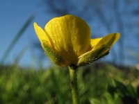 Ranunculus acris,  Common Meadow Buttercup