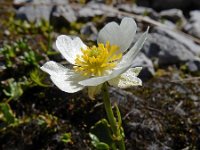 Ranunculus alpestris 30, Saxifraga-Ed Stikvoort