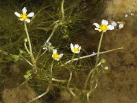 Ranunculus aquatilis 9, Fijne waterranonkel, Saxifraga-Peter Meininger