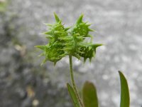 Ranunculus arvensis 4, Akkerboterbloem, Saxifraga-Rutger Barendse