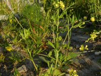 Ranunculus arvensis 5, Akkerboterbloem, Saxifraga-Rutger Barendse