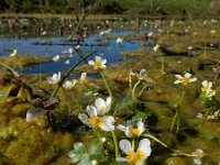 Ranunculus baudotii 11, Zilte waterranonkel, Saxifraga-Ed Stikvoort
