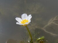 Ranunculus baudotii 6, Zilte waterranonkel, Saxifraga-Ed Stikvoort