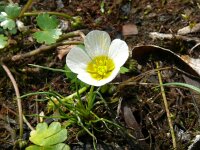 Ranunculus circinatus 3, Stijve waterranonkel, Saxifraga-Hans Grotenhuis