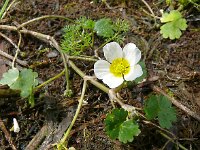 Ranunculus circinatus 4, Stijve waterranonkel, Saxifraga-Hans Grotenhuis