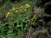 Ranunculus cortusifolius 8, Saxifraga-Ed Stikvoort