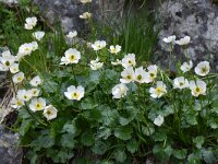 Ranunculus crenatus 3, Saxifraga-Harry Jans  Ranunculus crenatus