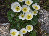 Ranunculus crenatus 5, Saxifraga-Harry Jans  Ranunculus crenatus
