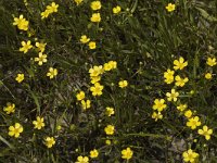 Ranunculus flammula, Lesser Spearwort