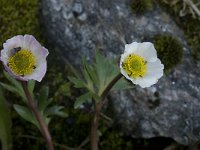Ranunculus glacialis, Glacier Buttercup