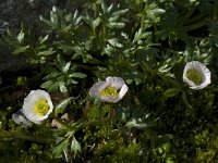 Ranunculus glacialis 8, Saxifraga-Willem van Kruijsbergen