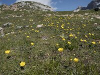 Ranunculus gramineus 13, Saxifraga-Willem van Kruijsbergen