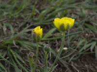 Ranunculus gramineus 5, Saxifraga-Willem van Kruijsbergen