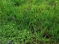 Ranunculus hederaceus 3, Klimopwaterranonkel, Saxifraga-Hans Boll