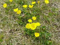 Ranunculus lapponicus 2, Saxifraga-Hans Grotenhuis