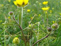 Ranunculus lapponicus 3, Saxifraga-Hans Grotenhuis