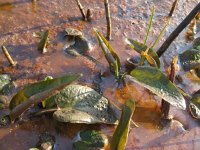Ranunculus lingua, Greater Spearwort