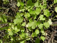 Ranunculus marginatus 4, Saxifraga-Rutger Barendse