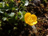 Ranunculus montanus 12, Saxifraga-Ed Stikvoort