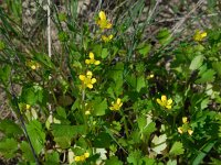 Ranunculus muricatus 15, Stekelboterbloem, Saxifraga-Ed Stikvoort