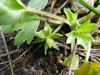 Ranunculus muricatus 16, Stekelboterbloem, Saxifraga-Rutger Barendse