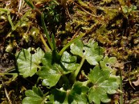 Ranunculus muricatus 18, Stekelboterbloem, Saxifraga-Ed Stikvoort