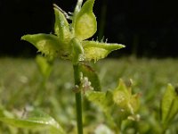 Ranunculus muricatus 20, Stekelboterbloem, Saxifraga-Ed Stikvoort