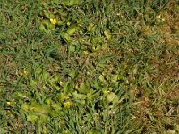 Ranunculus muricatus 25, Stekelboterbloem, Saxifraga-Ed Stikvoort