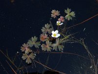 Ranunculus ololeucos 11, Witte waterranonkel, Saxifraga-Ed Stikvoort