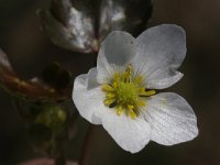 Ranunculus ololeucos 5, Witte waterranonkel, Saxifraga-Rutger Barendse