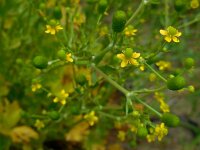 Ranunculus sceleratus 10, Blaartrekkende boterbloem, Saxifraga-Ed Stikvoort