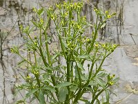 Ranunculus sceleratus 4, Blaartrekkende boterbloem, Saxifraga-Willem van Kruijsbergen