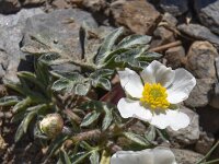 Ranunculus seguieri ssp seguieri 9, Saxifraga-Harry Jans