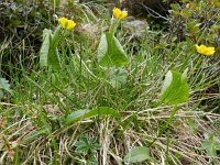 Ranunculus thora 3, Saxifraga-Rutger Barendse