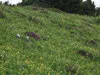Ranunculus thora 6, habitat, Saxifraga-Harry Jans