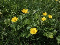 Ranunculus trilobus 3, Saxifraga-Jeroen Willemsen