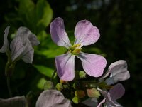 Raphanus raphanistrum 1, Knopherik, Saxifraga-Peter Meininger