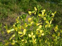 Raphanus raphanistrum 10, Knopherik, Saxifraga-Rutger Barendse