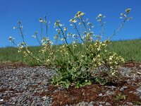 Raphanus raphanistrum 14, Knopherik, Saxifraga-Ed Stikvoort