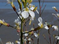 Raphanus raphanistrum 17, Knopherik, Saxifraga-Ed Stikvoort