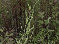 Raphanus raphanistrum 2, Knopherik, Saxifraga-Peter Meininger