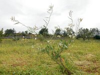 Raphanus raphanistrum 20, Knopherik, Saxifraga-Ed Stikvoort
